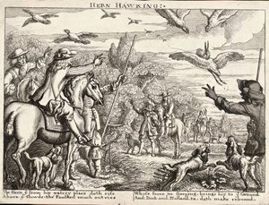 Heron Hawking